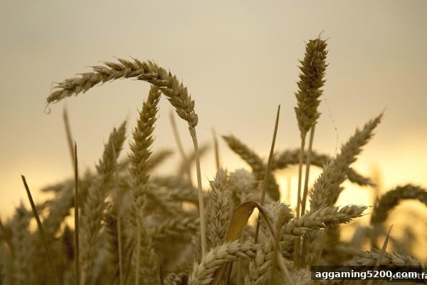 PK10洗码优惠全攻略：jdb电子假吗？深度解析返还机制与实战技巧